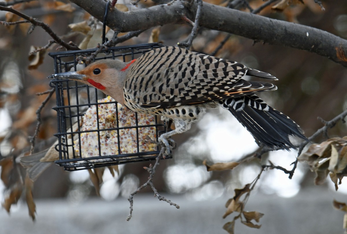 Northern Flicker (Yellow-shafted x Red-shafted) - ML530333811