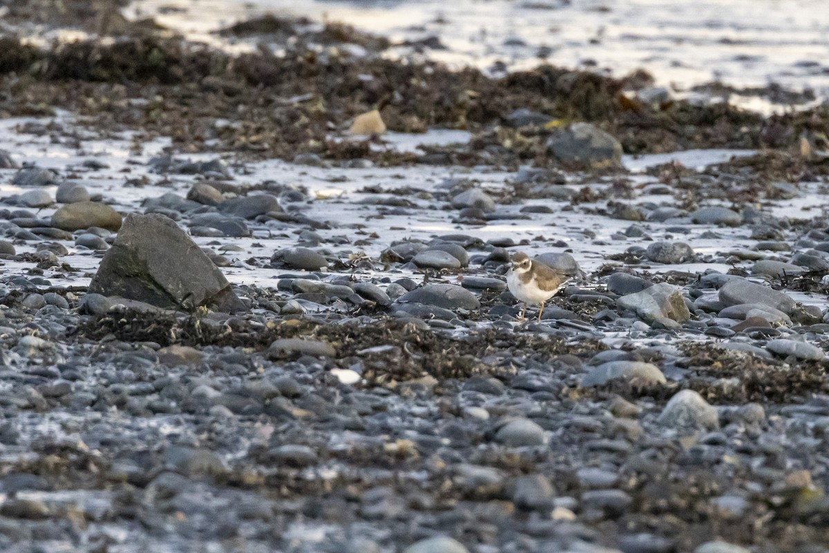 Common Ringed Plover - ML530336211