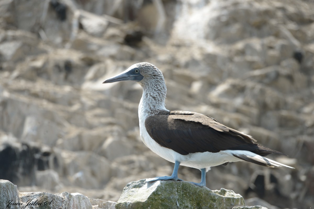 Blue-footed Booby - ML530337211