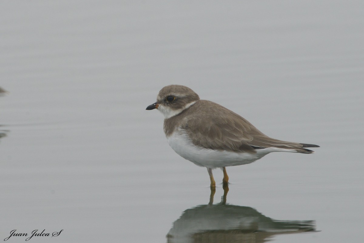 Semipalmated Plover - ML530340341