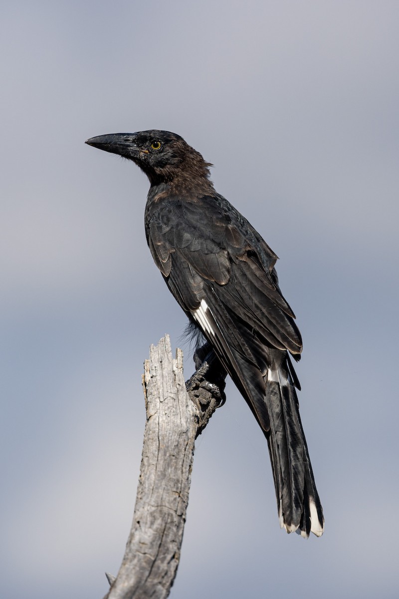 eBird Checklist - 1 Feb 2023 - Woodstock Nature Reserve--Shepherds ...