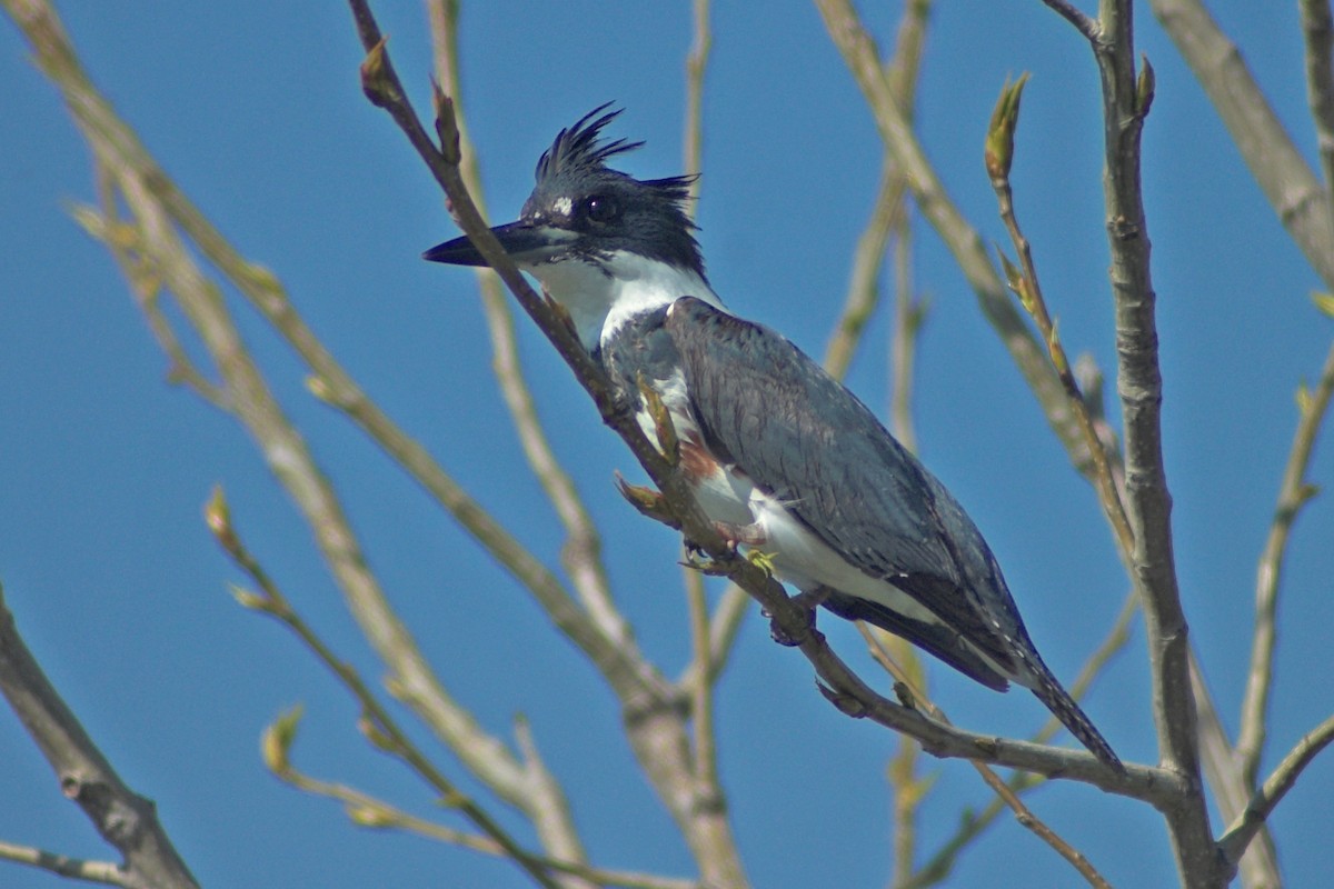 Belted Kingfisher - ML530345341