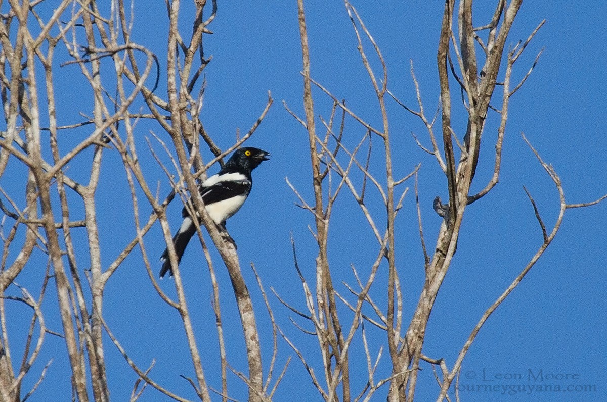 Magpie Tanager - Leon Moore