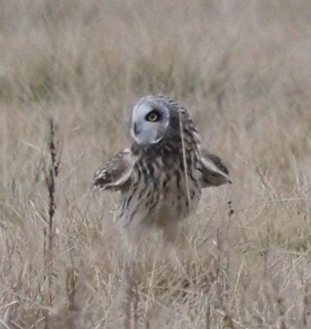 Short-eared Owl - ML530349121