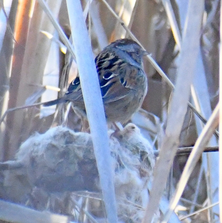 Swamp Sparrow - ML530352561