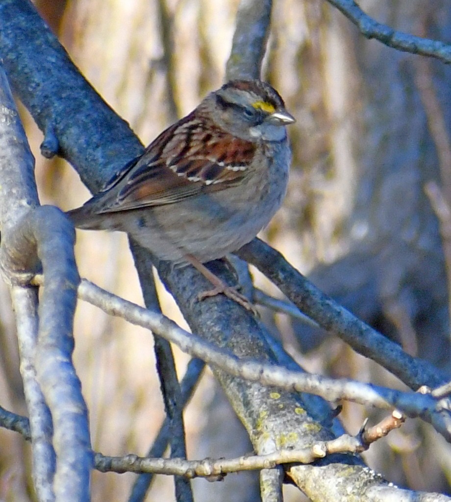 White-throated Sparrow - ML530353471