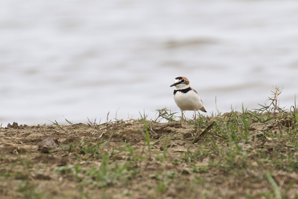 Collared Plover - ML53036101