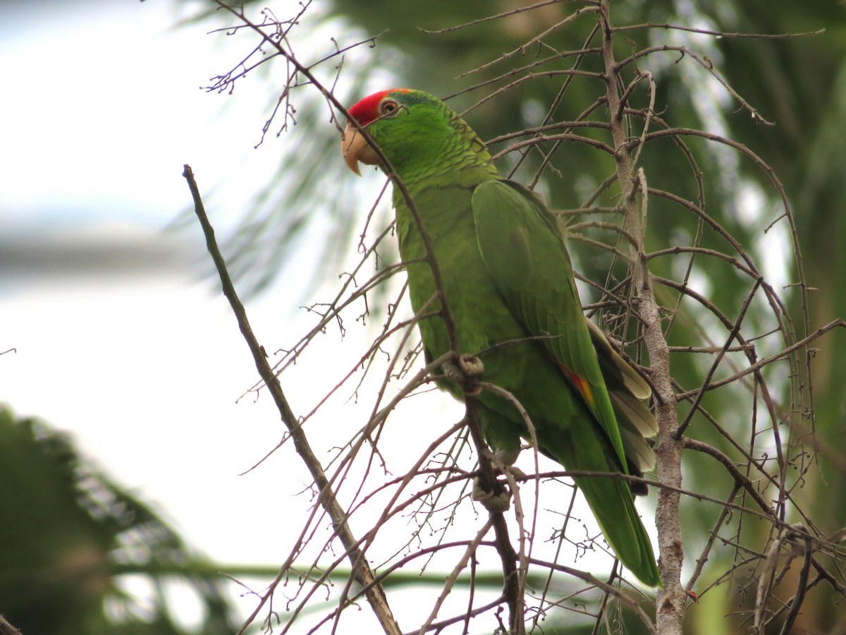 Red-crowned Parrot - ML53036351