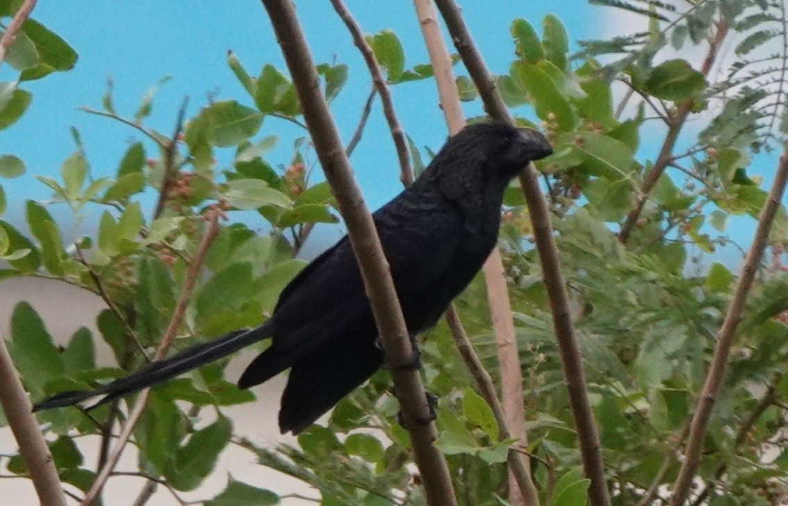 Smooth-billed Ani - BettySue Dunn