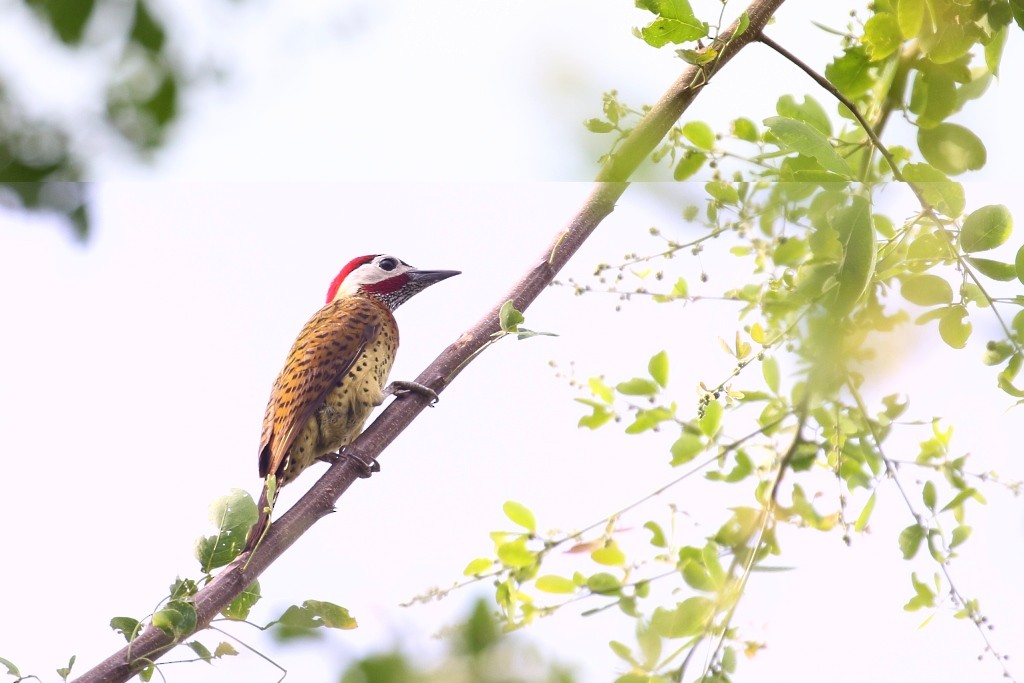 Spot-breasted Woodpecker - ML53036431