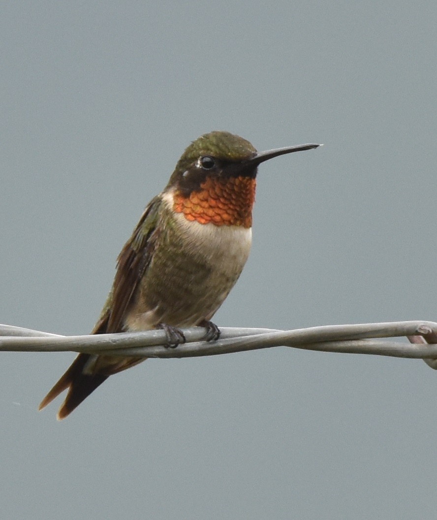Ruby-throated Hummingbird - ML530365161