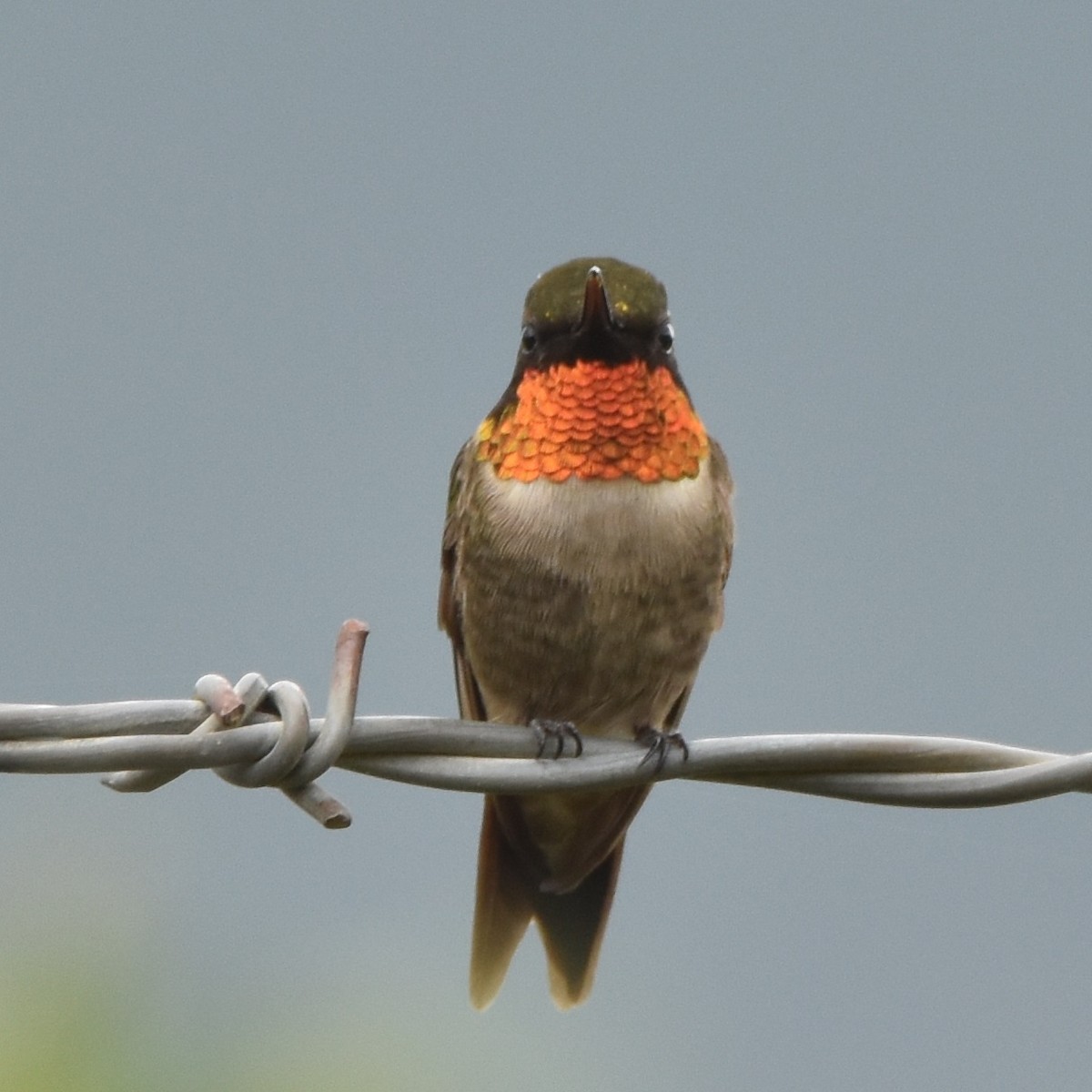 Ruby-throated Hummingbird - ML530365171