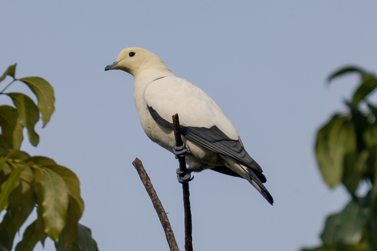 Pied Imperial-Pigeon - ML530368391