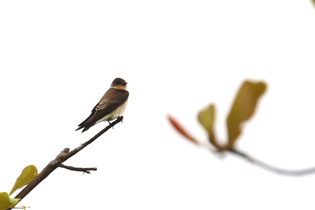 Southern Rough-winged Swallow - ML53036941
