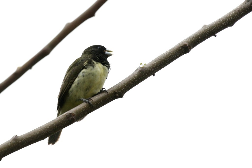 Yellow-bellied Seedeater - ML53037251