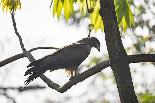 Black Kite — photographed by Sayantan Ghosh