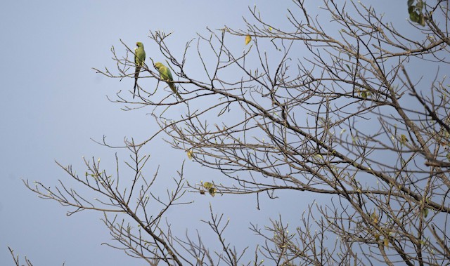 Rose-ringed Parakeet — photographed by Sayantan Ghosh