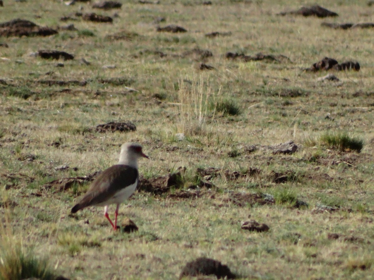 Andean Lapwing - ML530375201