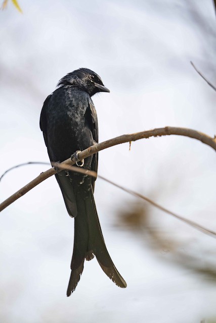 Black Drongo — photographed by Sayantan Ghosh