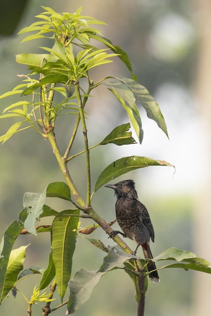 Red-vented Bulbul — photographed by Sayantan Ghosh