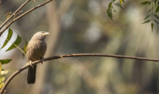 Jungle Babbler — photographed by Sayantan Ghosh