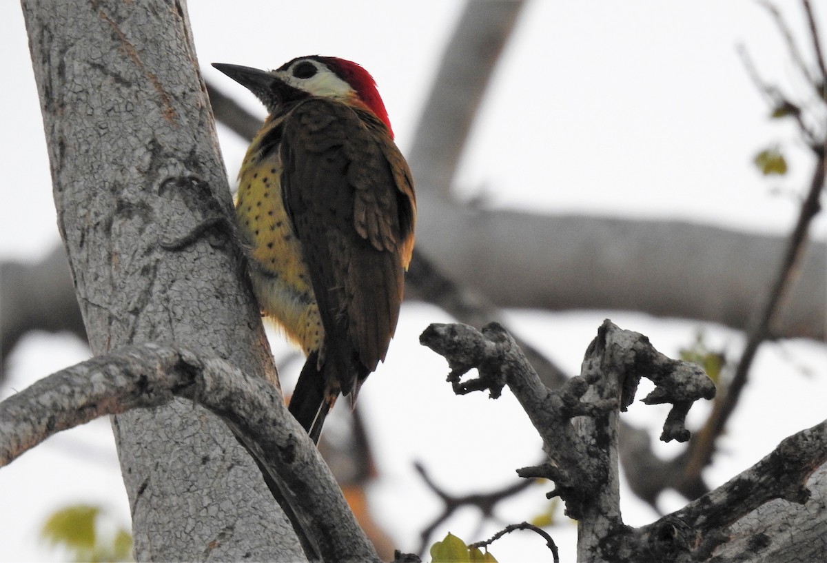 Spot-breasted Woodpecker - ML530375881