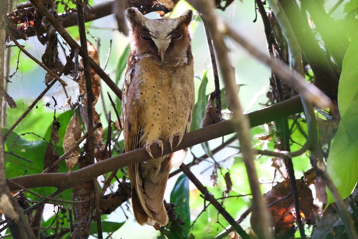 White-fronted Scops-Owl - ML530376291