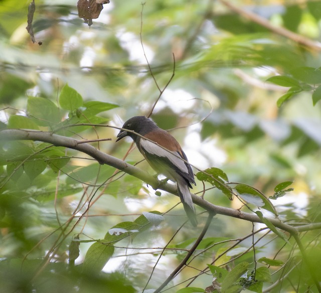 Rufous Treepie — photographed by Sayantan Ghosh