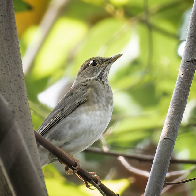Tickell's Thrush — photographed by Sayantan Ghosh