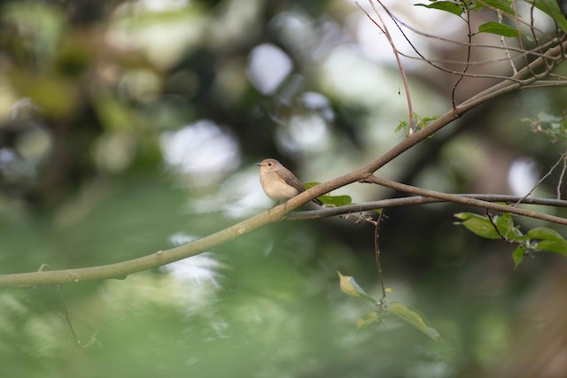 Taiga Flycatcher (Red-throated Flycatcher) — photographed by Sayantan Ghosh