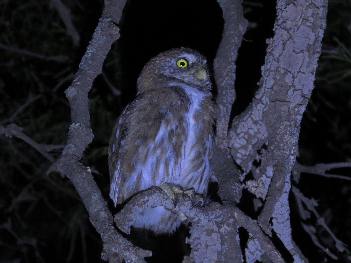 Ferruginous Pygmy-Owl - ML530379631