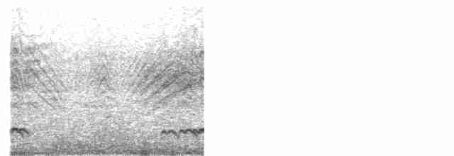 Northern Pintail - ML530382601