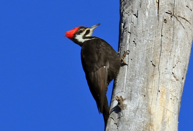 Pileated Woodpecker - ML53038331