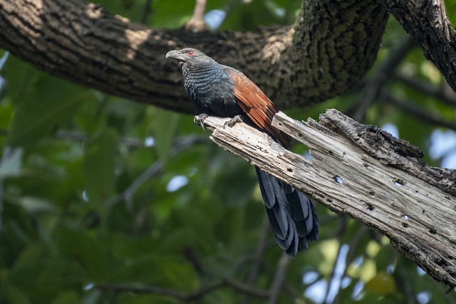 Greater Coucal — photographed by Sayantan Ghosh