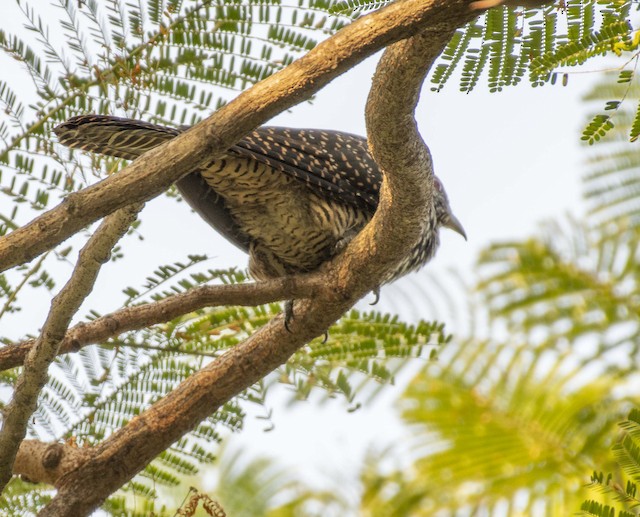 Asian Koel — photographed by Sayantan Ghosh