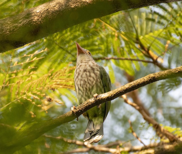 Lineated Barbet — photographed by Sayantan Ghosh