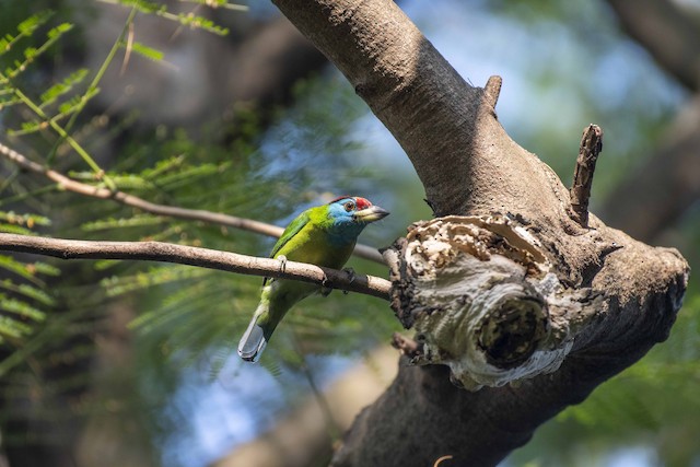 Blue-throated Barbet — photographed by Sayantan Ghosh