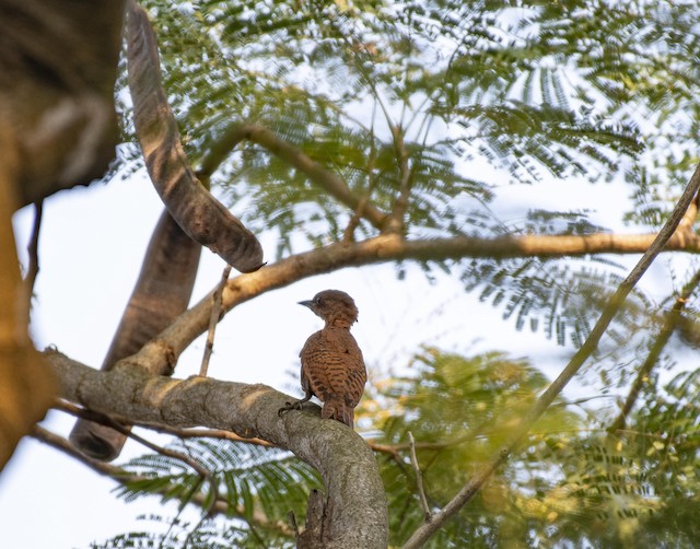 Rufous Woodpecker — photographed by Sayantan Ghosh