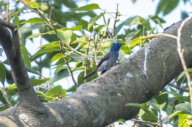 Black-naped Monarch — photographed by Sayantan Ghosh