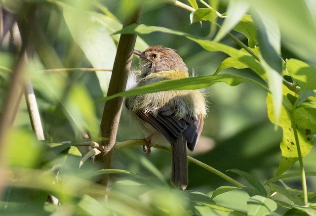 Common Tailorbird — photographed by Sayantan Ghosh