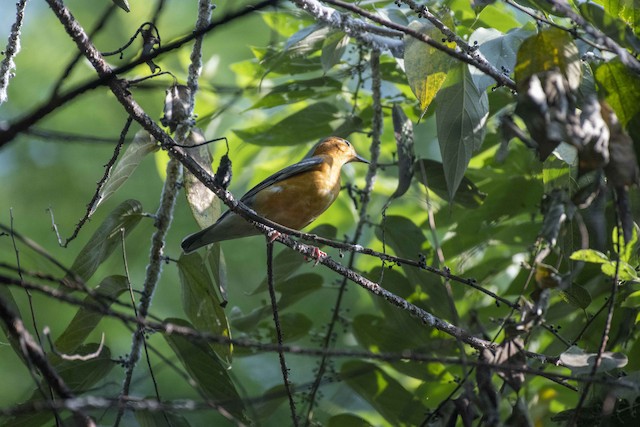 Orange-headed Thrush — photographed by Sayantan Ghosh
