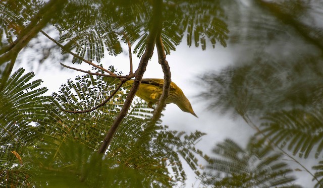 Indian Golden Oriole — photographed by Sayantan Ghosh