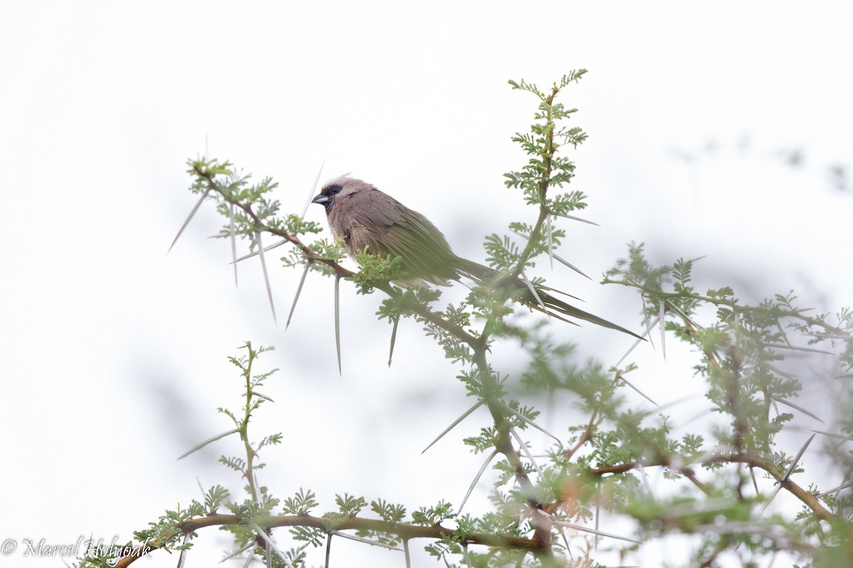 Speckled Mousebird - ML530387011
