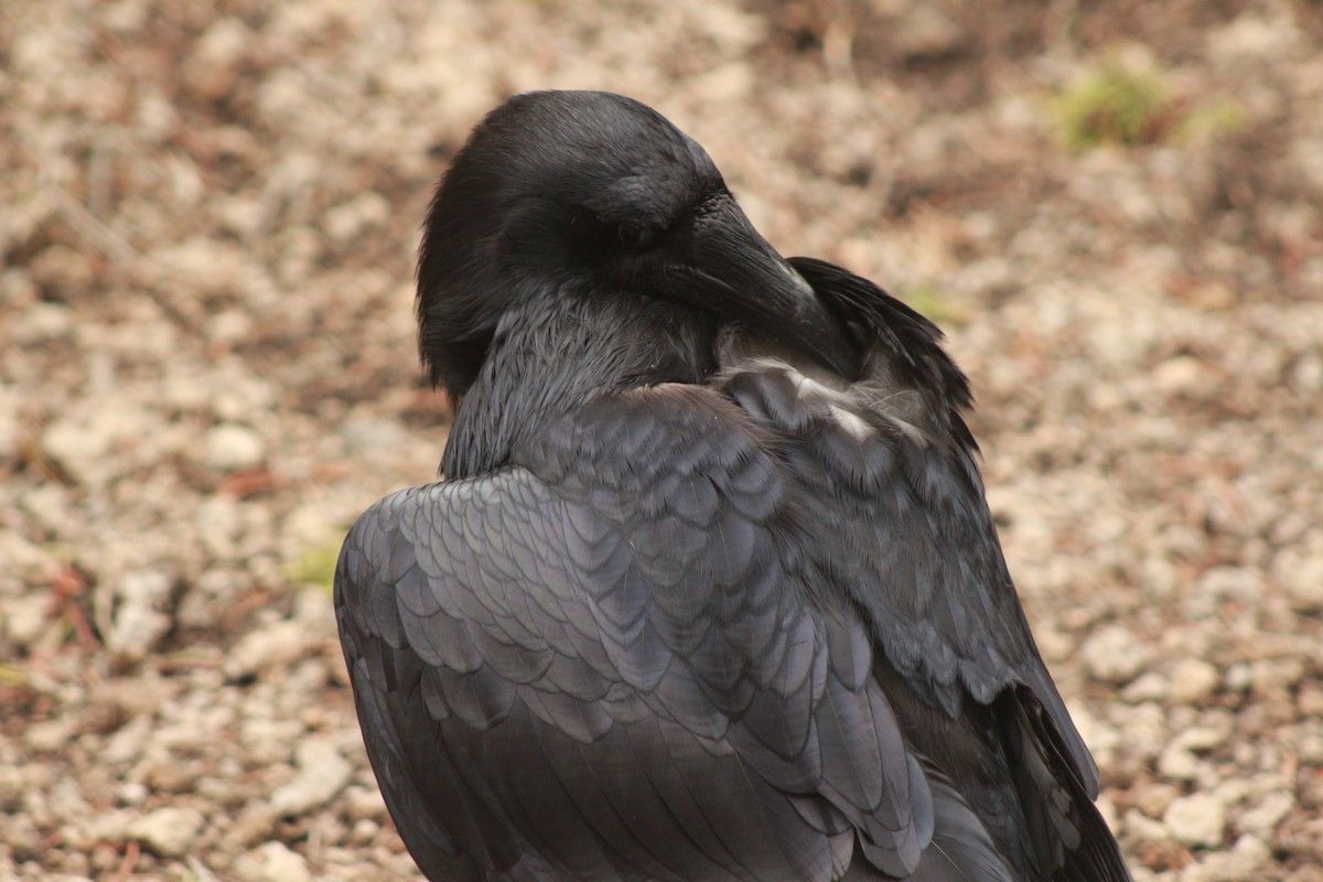 Common Raven - ML530387681
