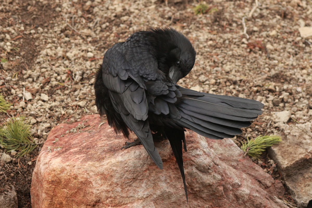 Common Raven - ML530388191