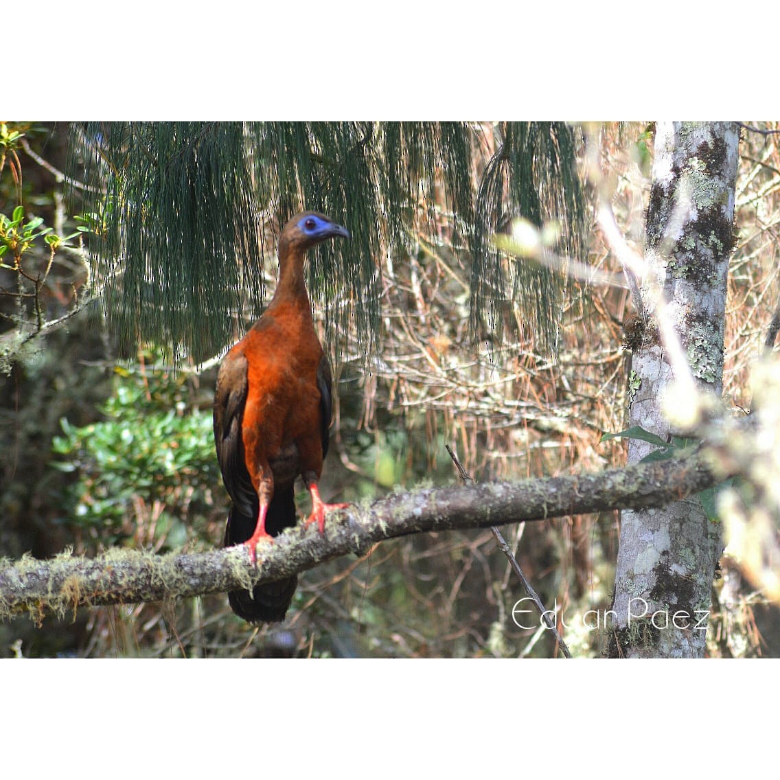 Sickle-winged Guan - ML530388601