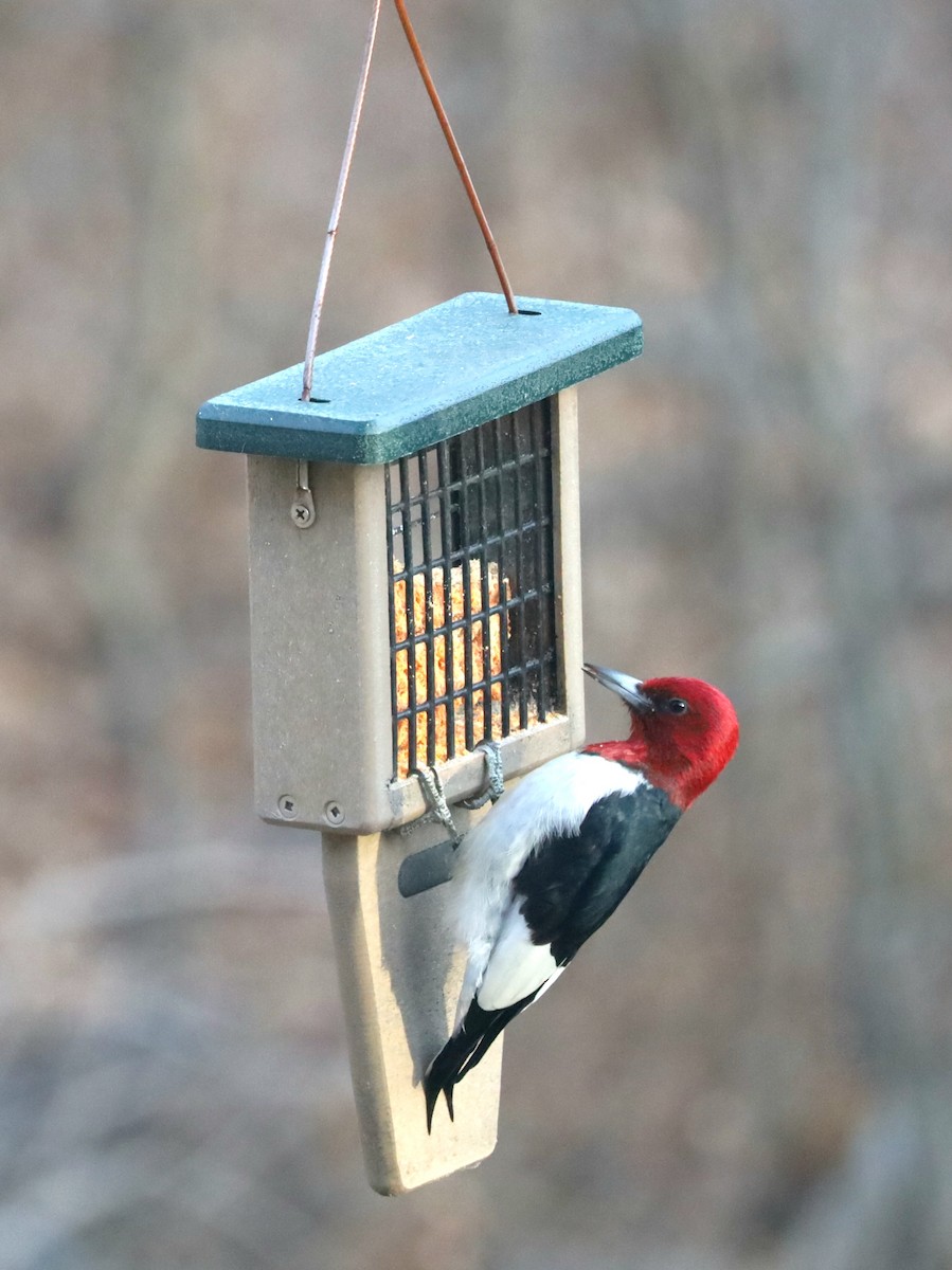 Red-headed Woodpecker - ML530391451