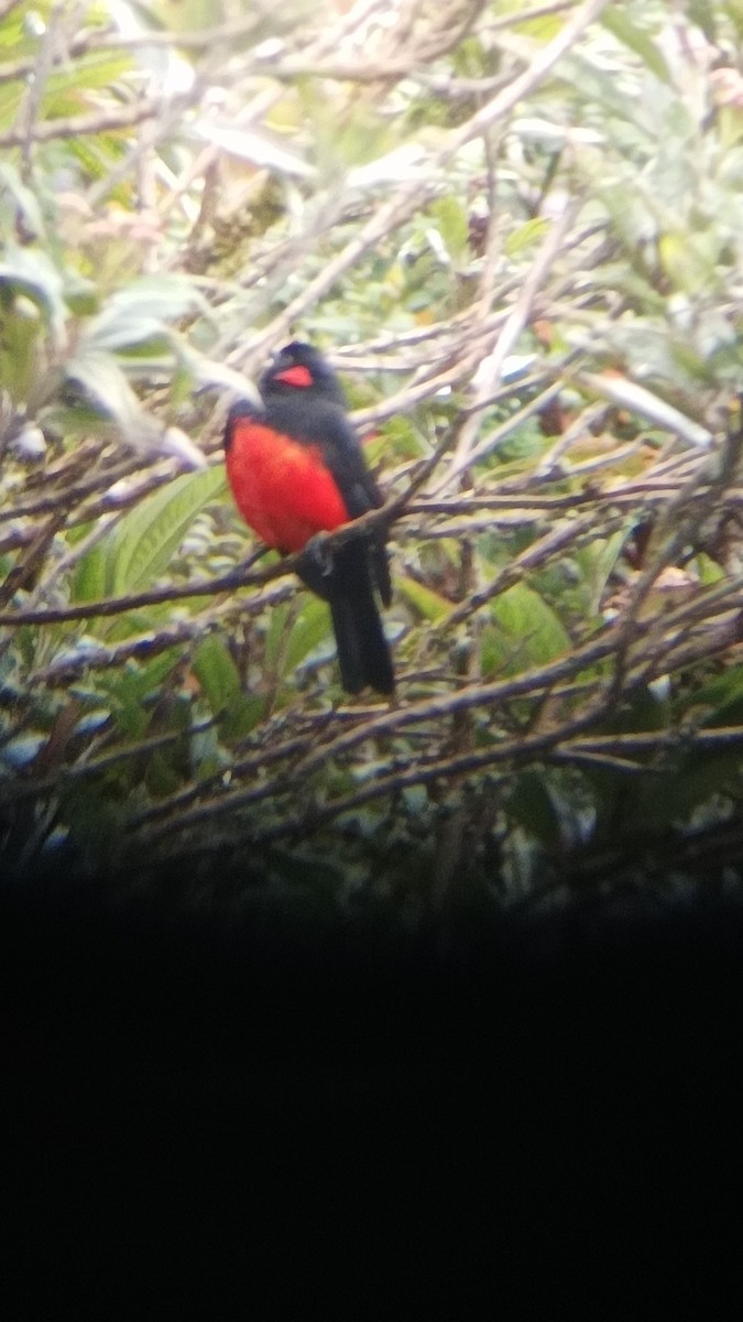 Scarlet-bellied Mountain Tanager - ML530392121