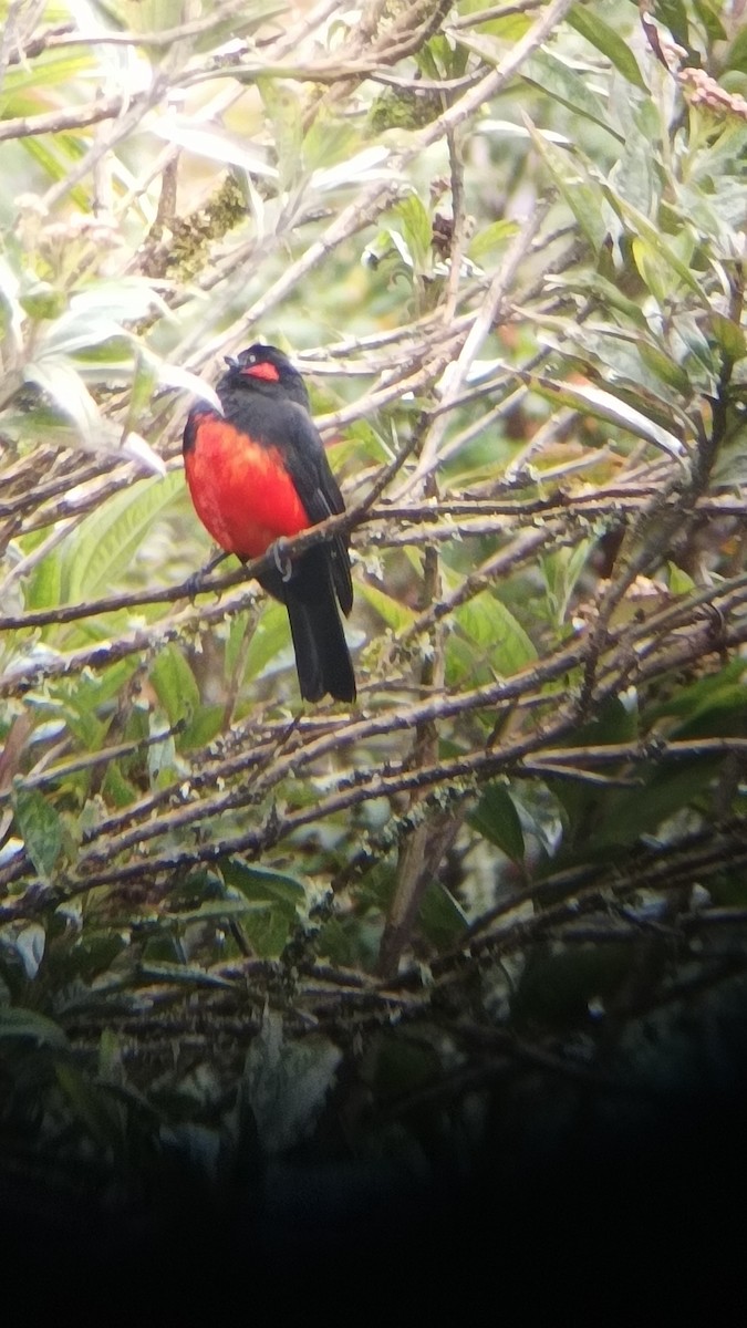 Scarlet-bellied Mountain Tanager - ML530392131