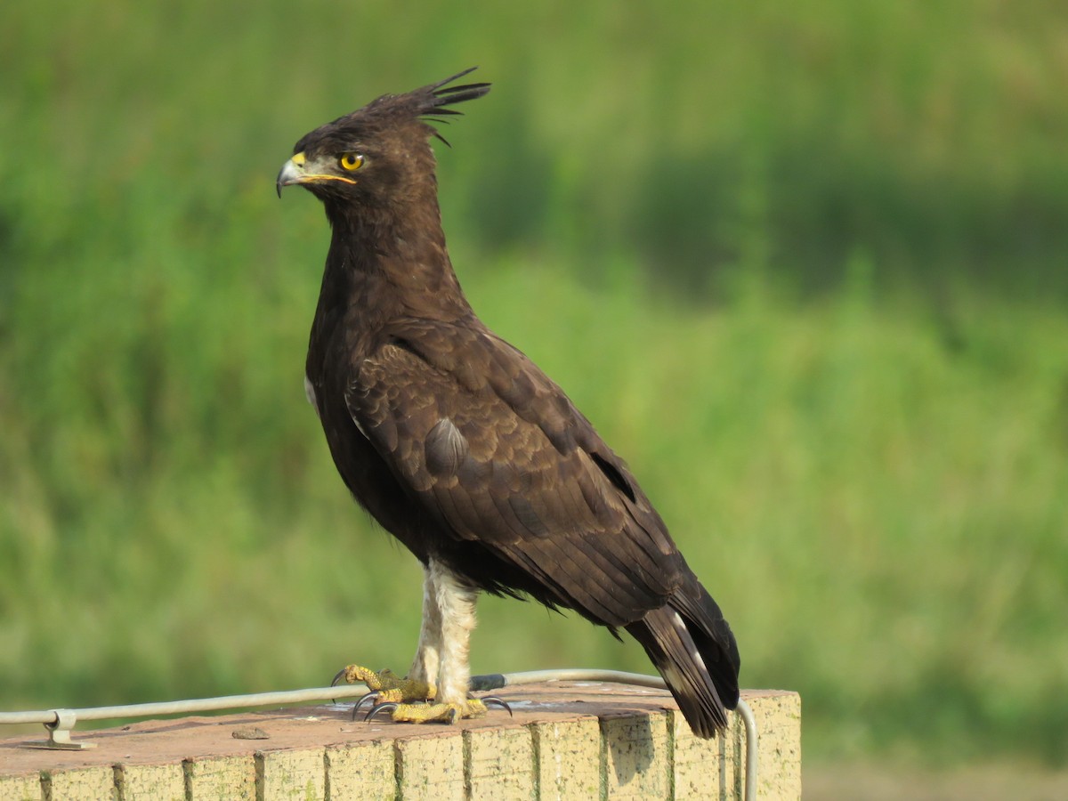 Long-crested Eagle - Brad Arthur